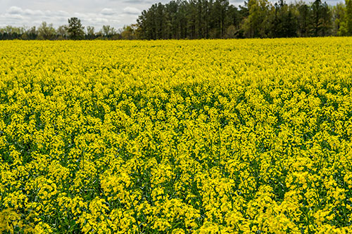 A field of flowers bloom outside of Norwood, Georgia on Friday, March 27, 2015.