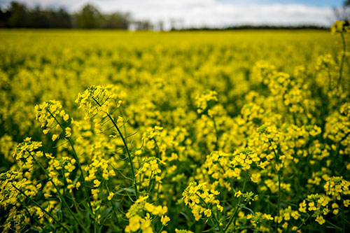 A field of flowers bloom outside of Norwood, Georgia on Friday, March 27, 2015.