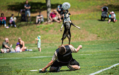 Dean Werts and his border collie Limit compete in The Disc Dog Southern Nationals during the 79th annual Atlanta Dogwood Festival at Piedmont Park on Saturday, April 11, 2015. 
