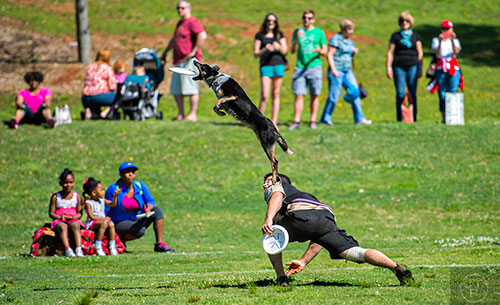Dean Werts and his border collie Limit compete in The Disc Dog Southern Nationals during the 79th annual Atlanta Dogwood Festival at Piedmont Park on Saturday, April 11, 2015. 