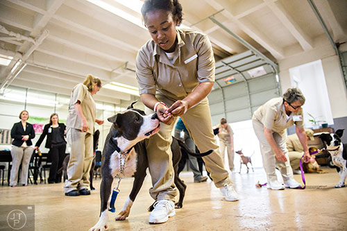 Tyeisha Marshall (center) works with Fluffy, a pit bull, during obedience class as part of the Forever Friends K-9 Rescue program at the Lee Arrendale Correctional Facility in Alto on Friday, April 10, 2015. 