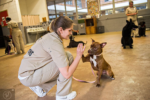 Cara Hensley (center) gets China, a stratford terrier, to give her a high five during obedience class as part of the Forever Friends K-9 Rescue program at the Lee Arrendale Correctional Facility in Alto on Friday, April 10, 2015. 
