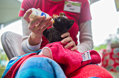 Kris Carpenter feeds Griselda, a four week old kitten, during the Paws for a Cause event at Glenlake Park in Decatur on Saturday, April 18, 2015.
