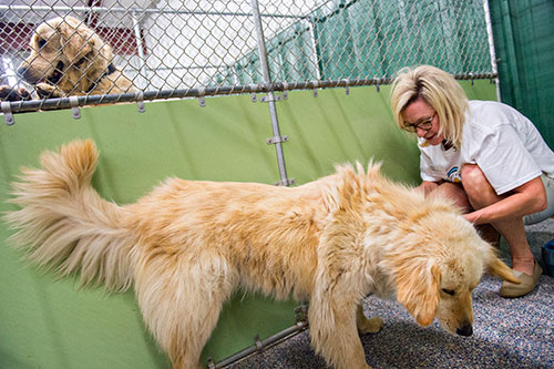 Patti York brushes Jefferson as Firecracker peeks over from the next kennel at the Pet Lodge pet resort in Alpharetta on Sunday, May 10, 2015. 