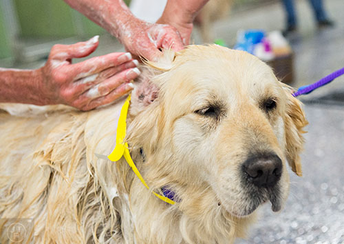 Betsy Ross is scrubbed down by Cathy Whiteside at the Pet Lodge pet resort in Alpharetta on Sunday, May 10, 2015. 