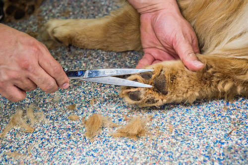 Javier Henriquez clips the fur on Uncle Sam's paws at the Pet Lodge pet resort in Alpharetta on Sunday, May 10, 2015. 