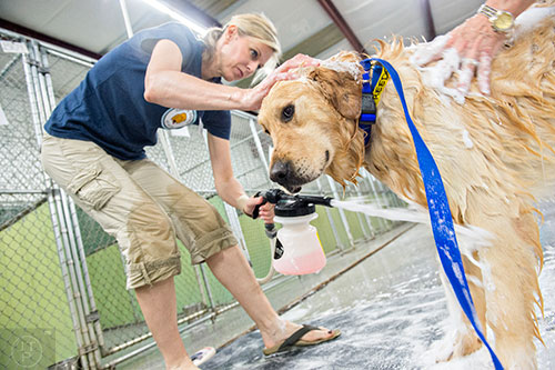 Freedom is sprayed down with foam as he gets a bath from Alison James at the Pet Lodge pet resort in Alpharetta on Sunday, May 10, 2015. 