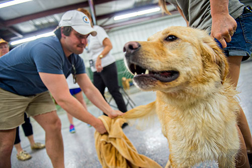Hamilton is dried off by Grayson Flaim after a bath at the Pet Lodge pet resort in Alpharetta on Sunday, May 10, 2015. 