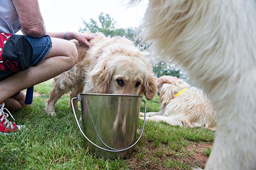 A golden retriever takes a drink of water from a bucket at the Pet Lodge pet resort in Alpharetta on Sunday, May 10, 2015. 