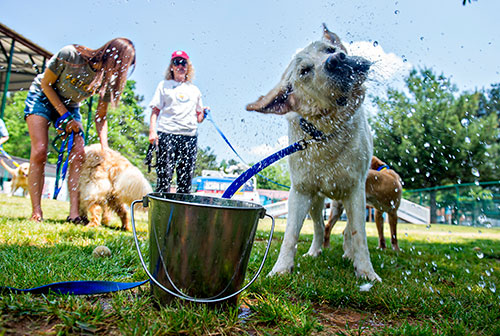 Yankee Doodle (right) shakes water off of his face after dipping his head in a bucket at the Pet Lodge pet resort in Alpharetta on Sunday, May 10, 2015. 