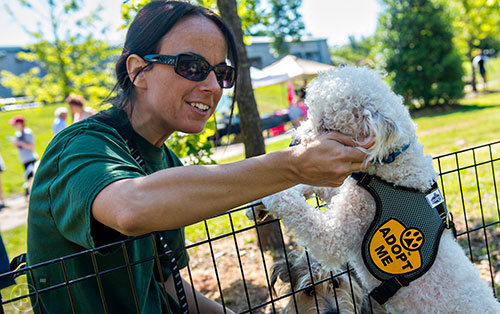Rachel Lippman pets Ozzie, a miniature poodle up for adoption, during Bark at the Park at Brookhaven Park on Saturday, May 23, 2015.  