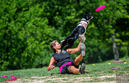 Flirt, a border collie, leaps into the air after a frisbee launched by Dr. Anita Tate during Bark at the Park at Brookhaven Park on Saturday, May 23, 2015.  