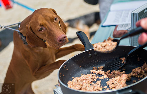 Murphy, a vizsla, leaps up to get a better view of the Allprovide dog food being freshly prepared in a skillet during Bark at the Park at Brookhaven Park on Saturday, May 23, 2015.  