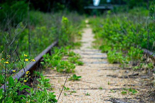 Wild flowers grow near the train tracks that mark a section of yet to be developed Atlanta Beltline Trail on Friday, May 29, 2015.