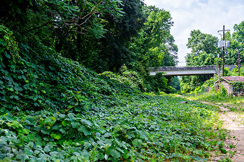 Kudzu stretches from the ground to the trees along a section of yet to be developed Atlanta Beltline Trail on Friday, May 29, 2015.