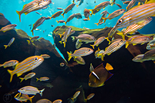 The Georgia Aquarium on Monday, April 27, 2015.