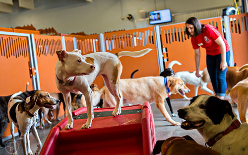 Possum, a pitbull mix, stands on top of a play ramp as Sarah Stone keeps an eye on play time during an open house at Camp Bow Wow in Lawrenceville on Saturday, June 20, 2015.  