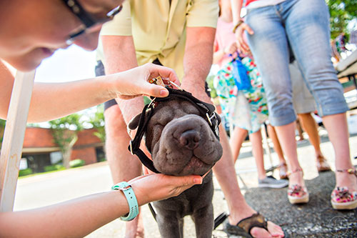 Murphy, a Shar Pei, is fitted for a new collar by Kyra Vicory during an open house at Camp Bow Wow in Lawrenceville on Saturday, June 20, 2015.   