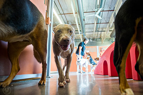 Julie (center), a pitbull, plays with other dogs during an open house at Camp Bow Wow in Lawrenceville on Saturday, June 20, 2015.  