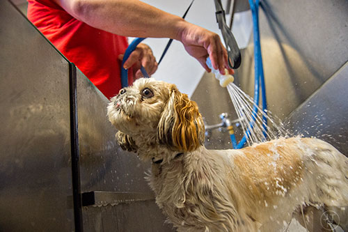 Scruffy is given a bath by Taylor Alexander during an open house at Camp Bow Wow in Lawrenceville on Saturday, June 20, 2015. 