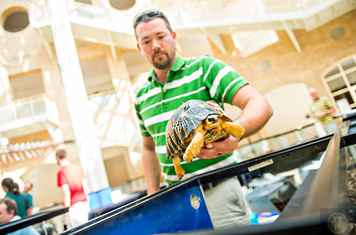 Berkely Boone places a radiated tortoise into a terrarium during Reptile Day at the Fernbank Museum of Natural History in Atlanta on Saturday, July 11, 2015. 