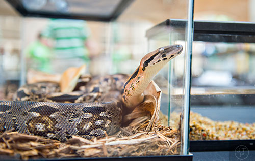 A Madargascan ground boa constrictor explores its terrarium during Reptile Day at the Fernbank Museum of Natural History in Atlanta on Saturday, July 11, 2015. 