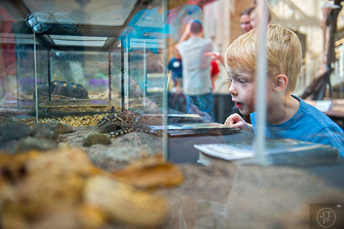 Christian Robb (right) stares at a Angolan dwarf python during Reptile Day at the Fernbank Museum of Natural History in Atlanta on Saturday, July 11, 2015. 