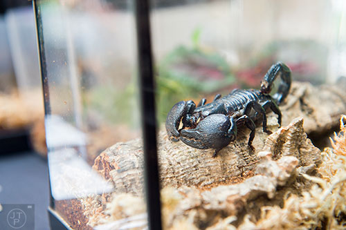 An emperor scorpion sits in its terrarium during Reptile Day at the Fernbank Museum of Natural History in Atlanta on Saturday, July 11, 2015. 