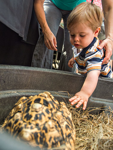 William Gilbert reaches to pet a leopard tortoise during Reptile Day at the Fernbank Museum of Natural History in Atlanta on Saturday, July 11, 2015. 