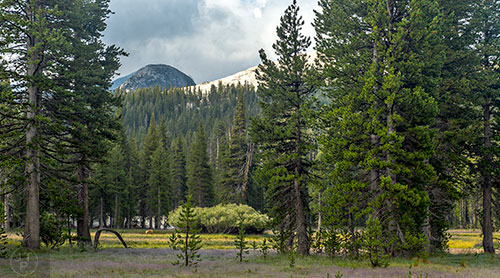 Deer forage for food in a meadow along the Glen Aulin Trail in the backcountry of Yosemite National Park in California on Wednesday, July 22, 2015.