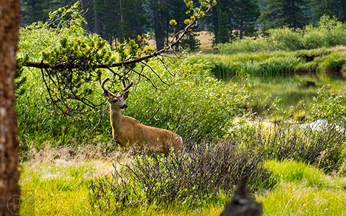 Deer forage for food in a meadow along the Glen Aulin Trail in the backcountry of Yosemite National Park in California on Wednesday, July 22, 2015.