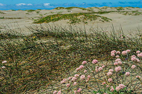 Sand dunes and flowers mark the way to the Pacific Ocean on the northern California coastline on Thursday, July 23, 2015. 