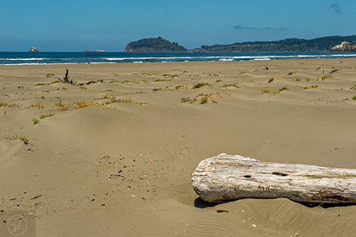 Sand dunes and drift wood mark the way to the Pacific Ocean on the northern California coastline on Thursday, July 23, 2015. 