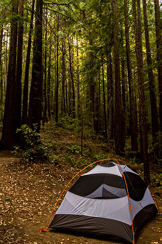 Camping at Hidden Springs along the Avenue of the Giants in the Humboldt Redwoods State park in California on Thursday, July 23, 2015.