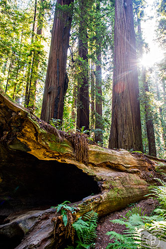 The Avenue of the Giants along the Humboldt Redwoods State Park in California on Thursday, July 23, 2015.
