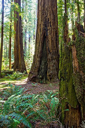 The Avenue of the Giants along the Humboldt Redwoods State Park in California on Thursday, July 23, 2015.
