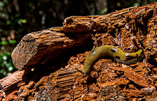 A slug crawls across one of the downed trees along the Avenue of the Giants in the Humboldt Redwoods State Park in California on Thursday, July 23, 2015.