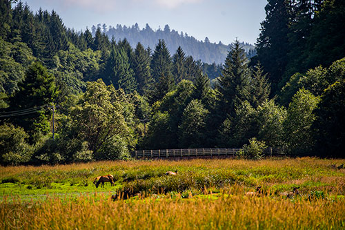 Elk graze on grass off of Davis Rd. in northern California on Friday, July 24, 2015.