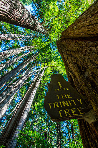 The Trinity Tree inside the Trees of Mystery in California on Friday, July 24, 2015.