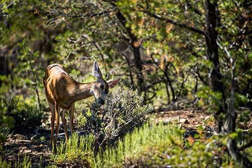 A mule deer forages for food along the Rim Trail of the Grand Canyon in Arizona on Friday, July 17, 2015.