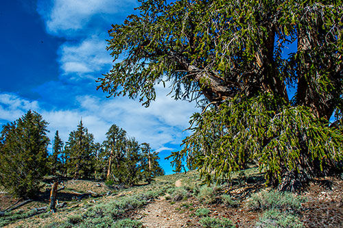 The Ancient Bristlecone Pine National Forest outside of Big Pine, California on Saturday, July 18, 2015.