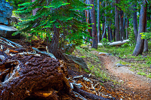The Pacific Crest Trail from Agnew Meadow to Devil's Postpile in California on Monday, July 20, 2015.