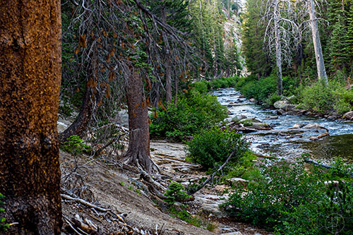 The Middle Fork of the San Joaquin River along the Pacific Crest Trail from Agnew Meadow to Devil's Postpile in California on Monday, July 20, 2015.