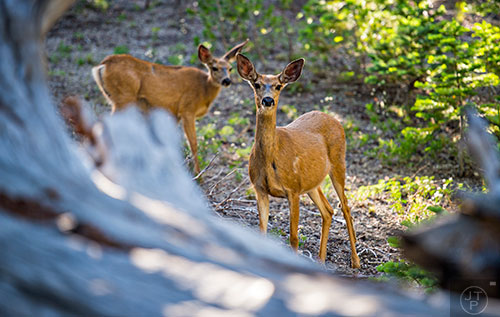 Mule deer graze for food just off of the Pacific Crest Trail on the way from Agnew Meadow to Devil's Postpile National Monument in California on Monday, July 20, 2015.
