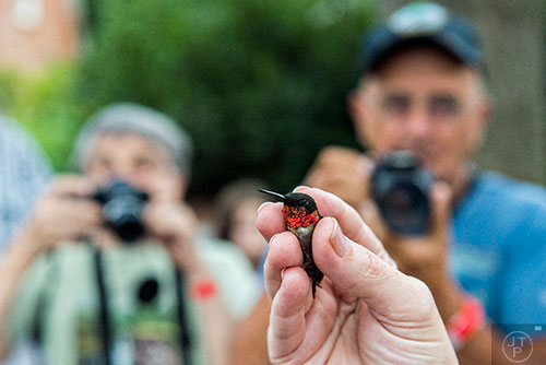 Julia Elliott holds an adult male hummingbird between her fingers as Bobbie Worster (left) and her husband Moe take photographs during the Hummingbird Banding Festival at the Smith Gilbert Gardens in Kennesaw on Saturday, August 29, 2015. 