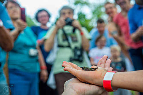 Natalie Keszthelyi (right) helps release a hummingbird back into the wild during the Hummingbird Banding Festival at the Smith Gilbert Gardens in Kennesaw on Saturday, August 29, 2015. 