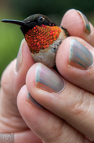 Karen Theodorou holds an adult male hummingbird between her fingers during the Hummingbird Banding Festival at the Smith Gilbert Gardens in Kennesaw on Saturday, August 29, 2015. 