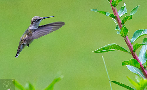 A hummingbird hovers in the air during the Hummingbird Banding Festival at the Smith Gilbert Gardens in Kennesaw on Saturday, August 29, 2015. 