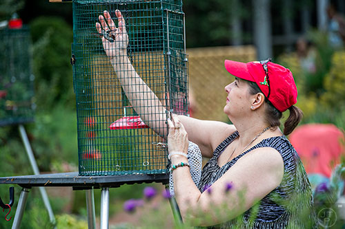 Karen Theodorou reaches for a hummingbird that has yet to be identified and measured during the Hummingbird Banding Festival at the Smith Gilbert Gardens in Kennesaw on Saturday, August 29, 2015. 