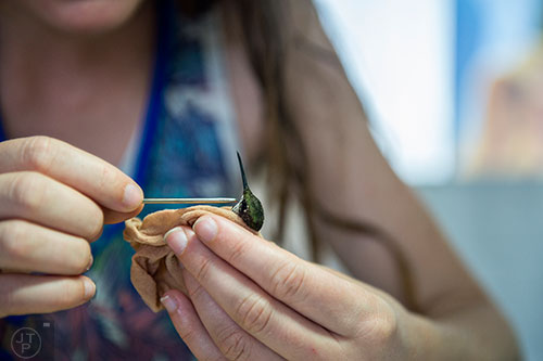 Emma Rhodes takes measurements of a hummingbird during the Hummingbird Banding Festival at the Smith Gilbert Gardens in Kennesaw on Saturday, August 29, 2015. 